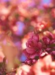 红花