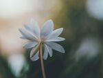 白色花