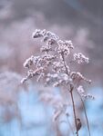 野草 