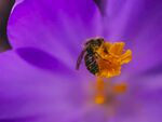 蜜蜂
