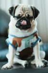 狗
