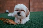 狗