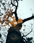 树叶