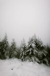 雪地森林