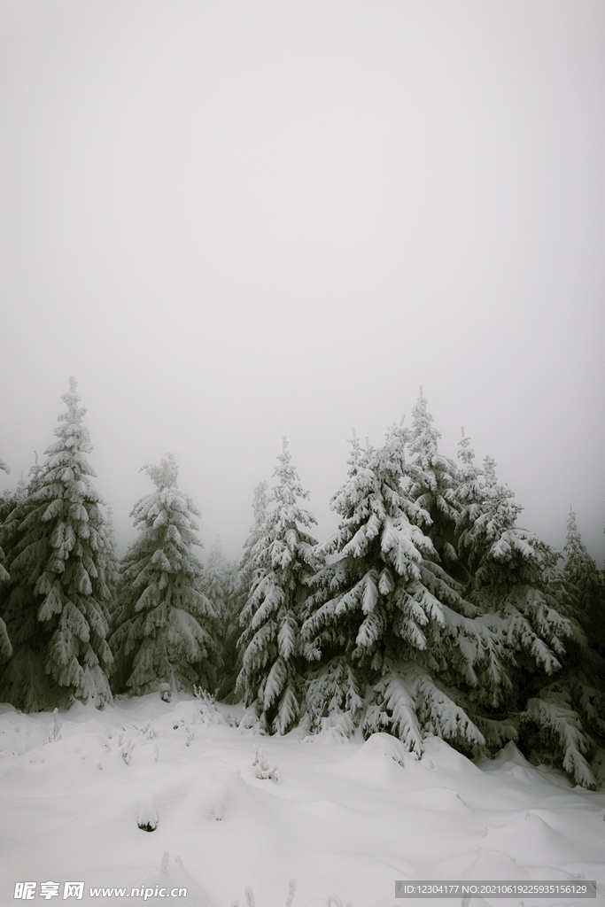 雪地森林