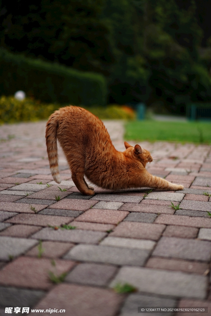 猫