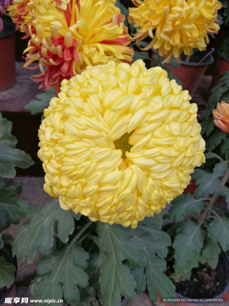 菊花