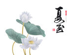 夏至荷花