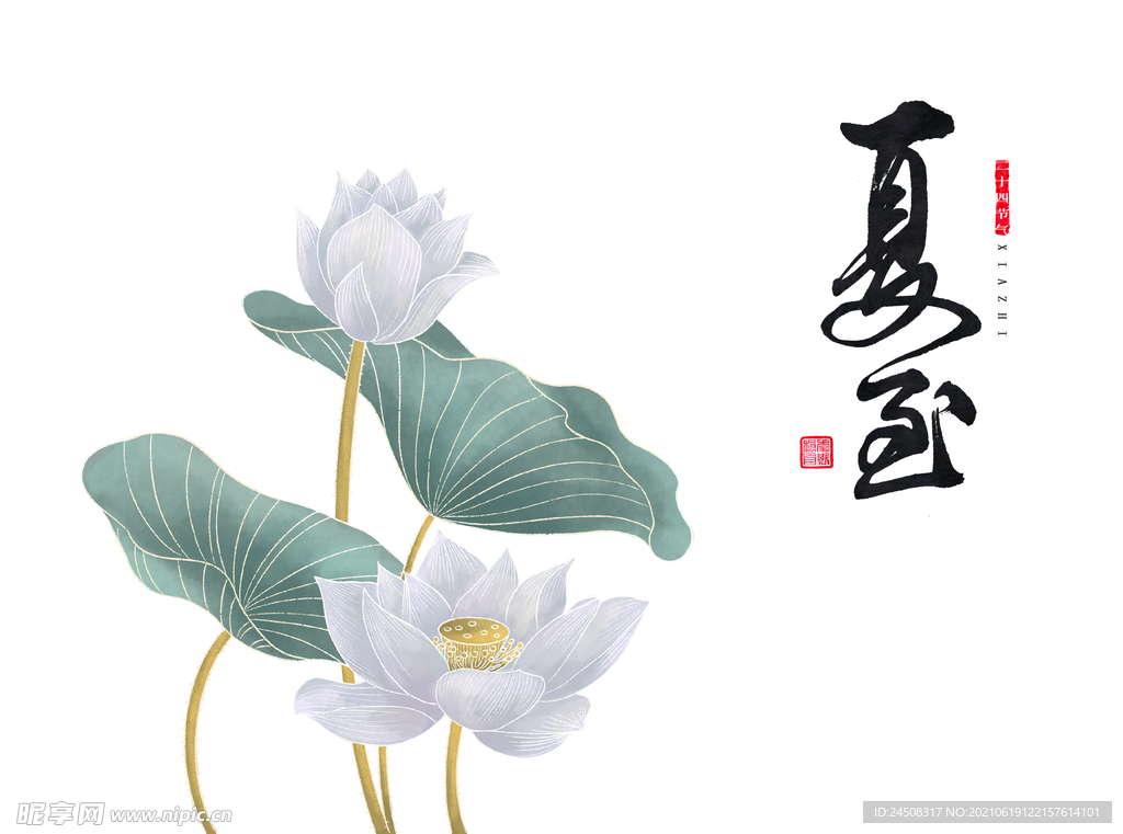 夏至荷花