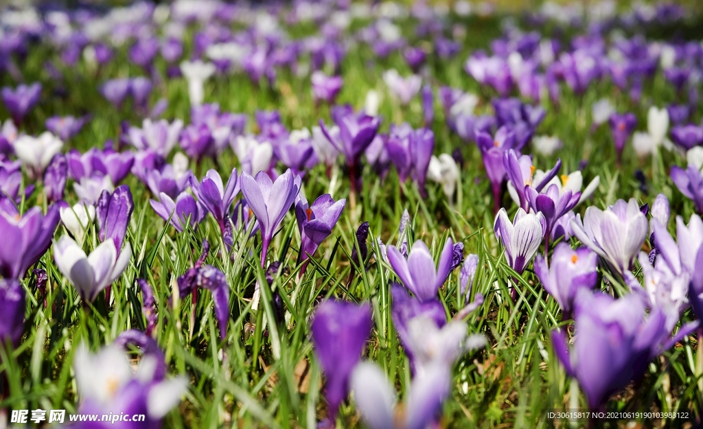 郁金香花海
