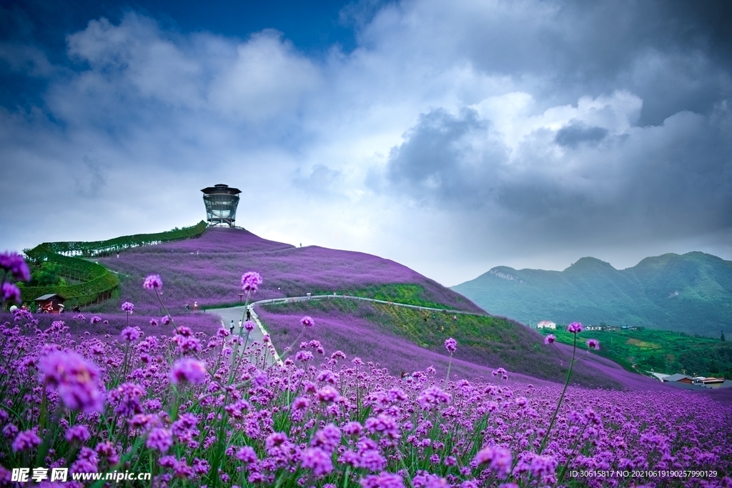 马鞭草背景