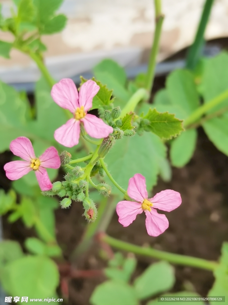 萝卜花 特写
