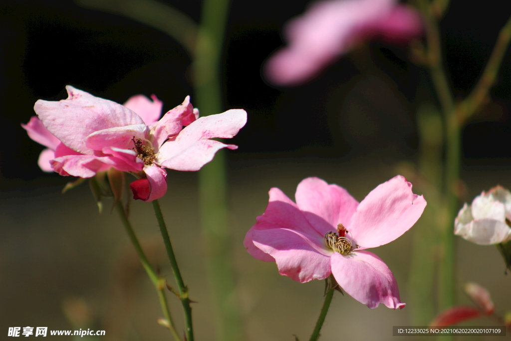 春花夏花格桑花野花