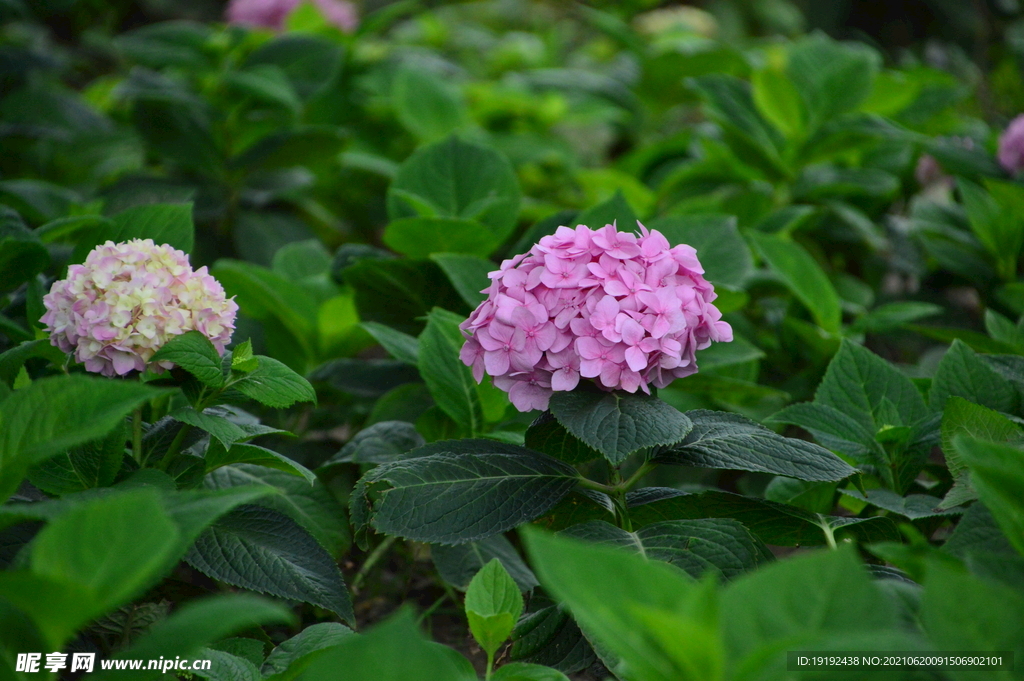 绣球花 