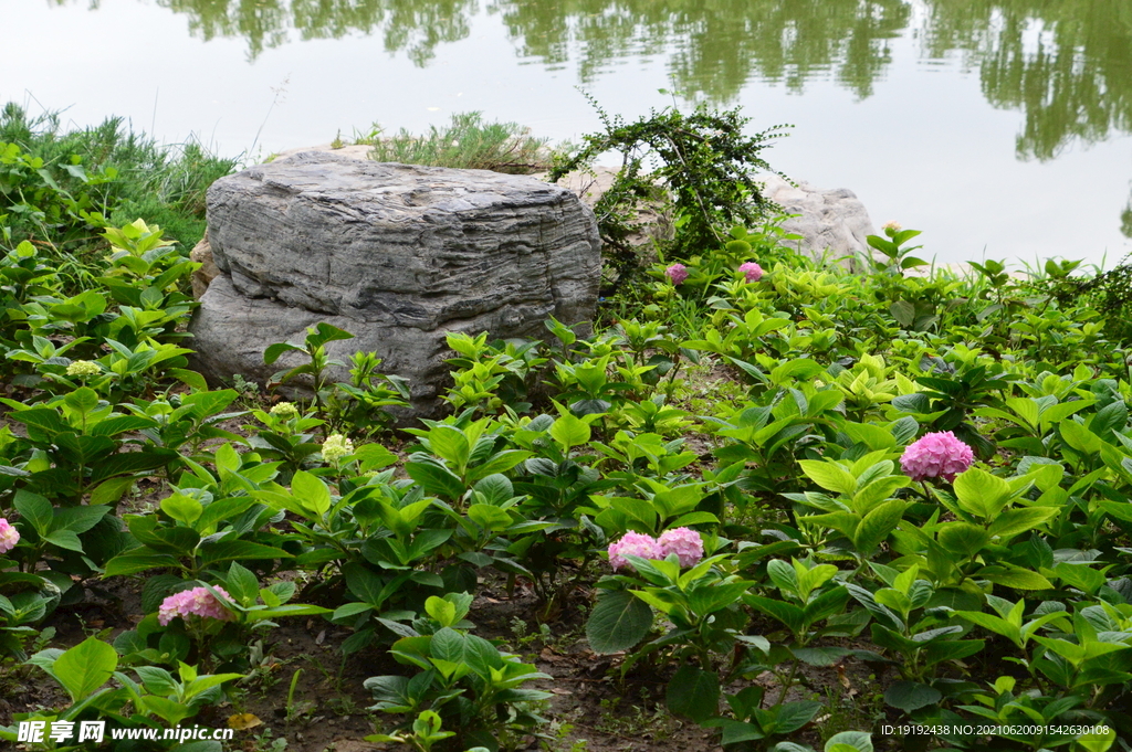 绣球花 