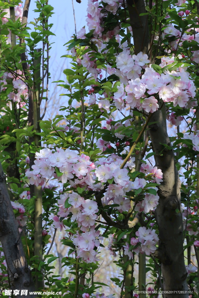 西府海棠花