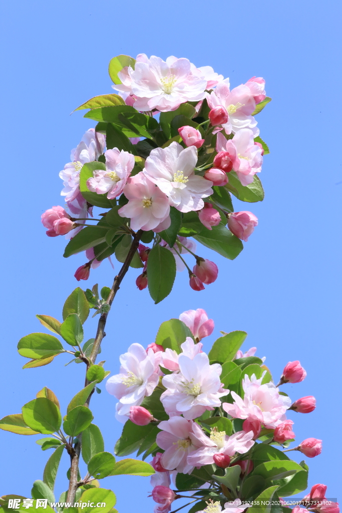 西府海棠花