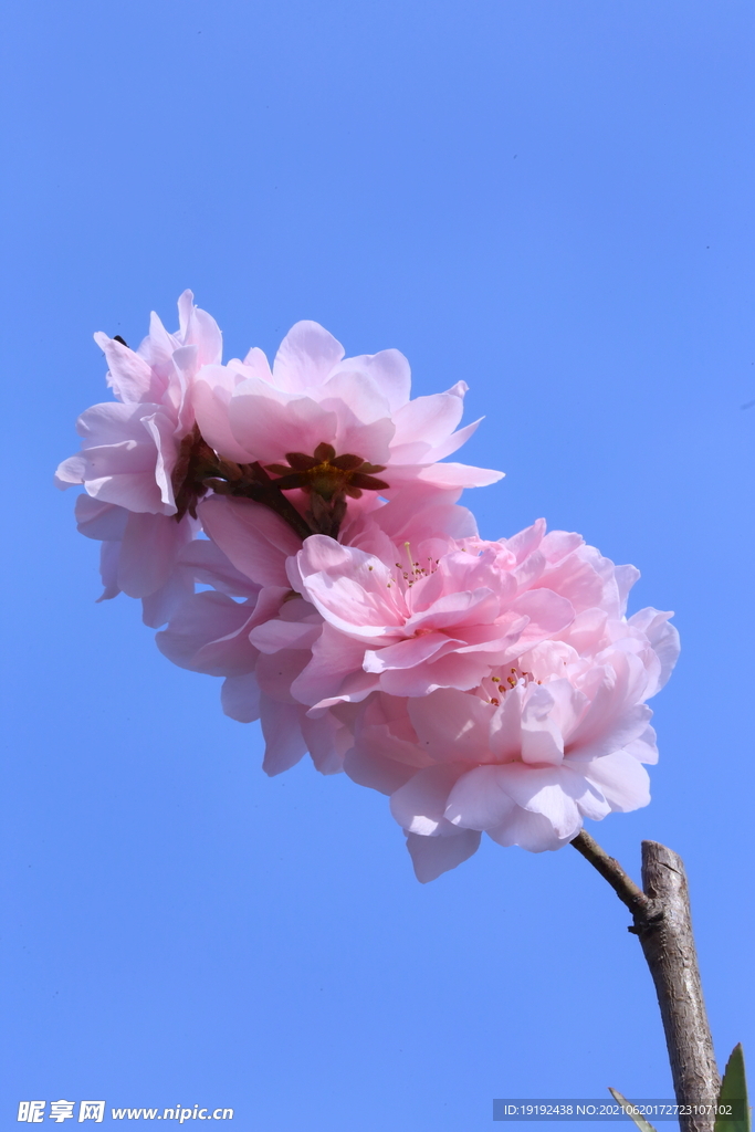 碧桃花儿