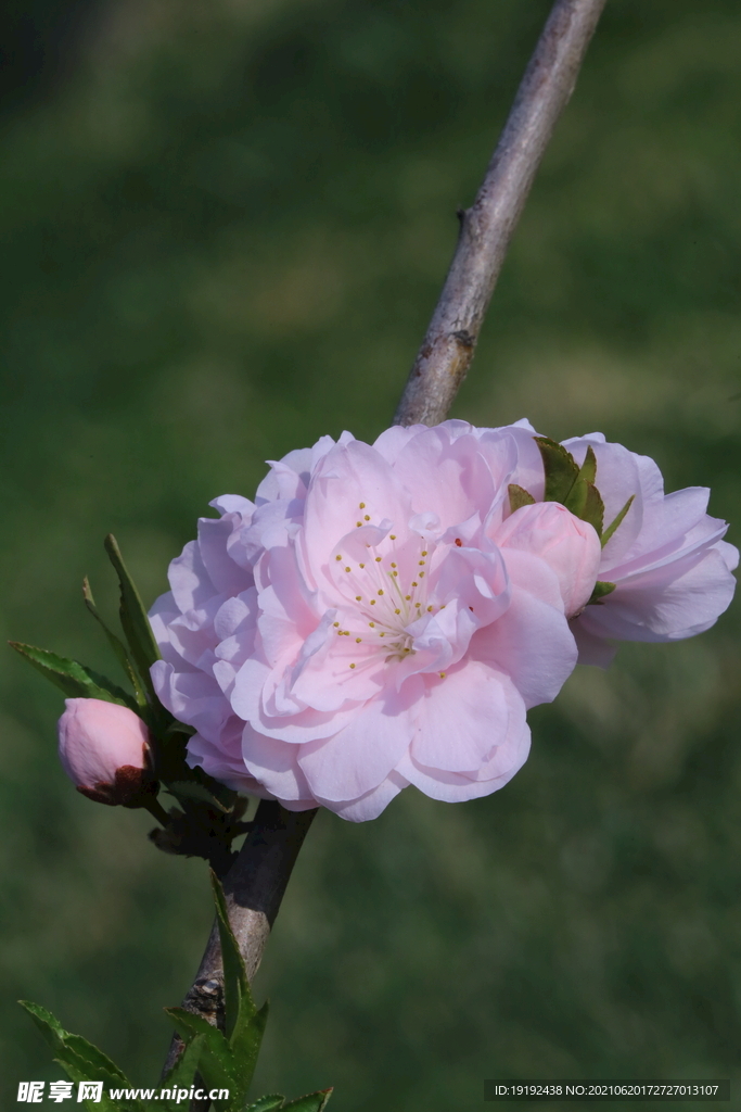 碧桃花儿