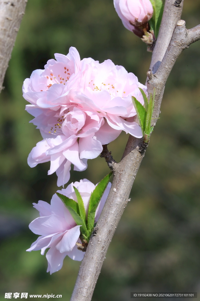 碧桃花儿 