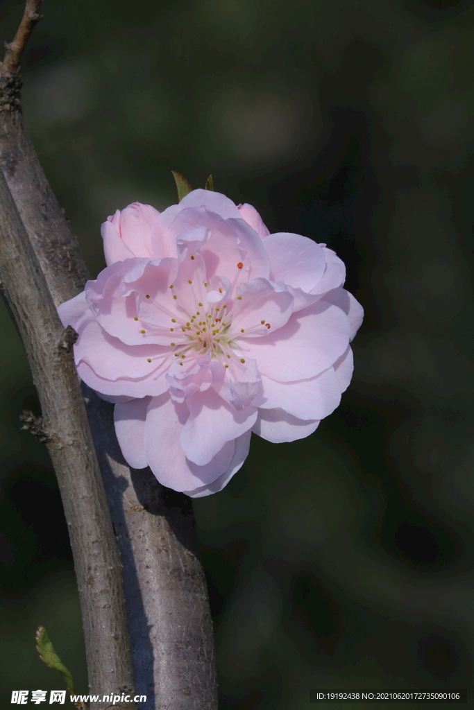 碧桃花儿 
