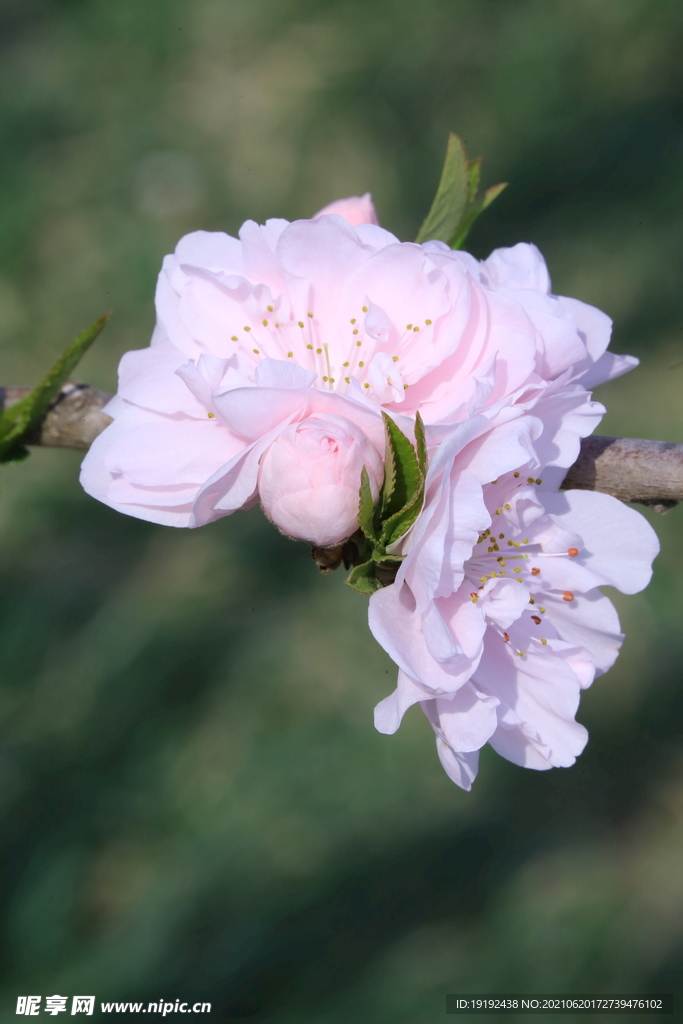 碧桃花儿
