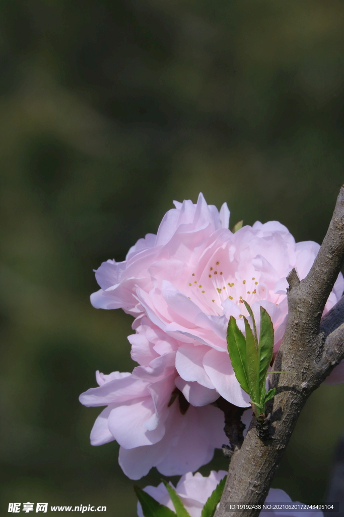 碧桃花儿 