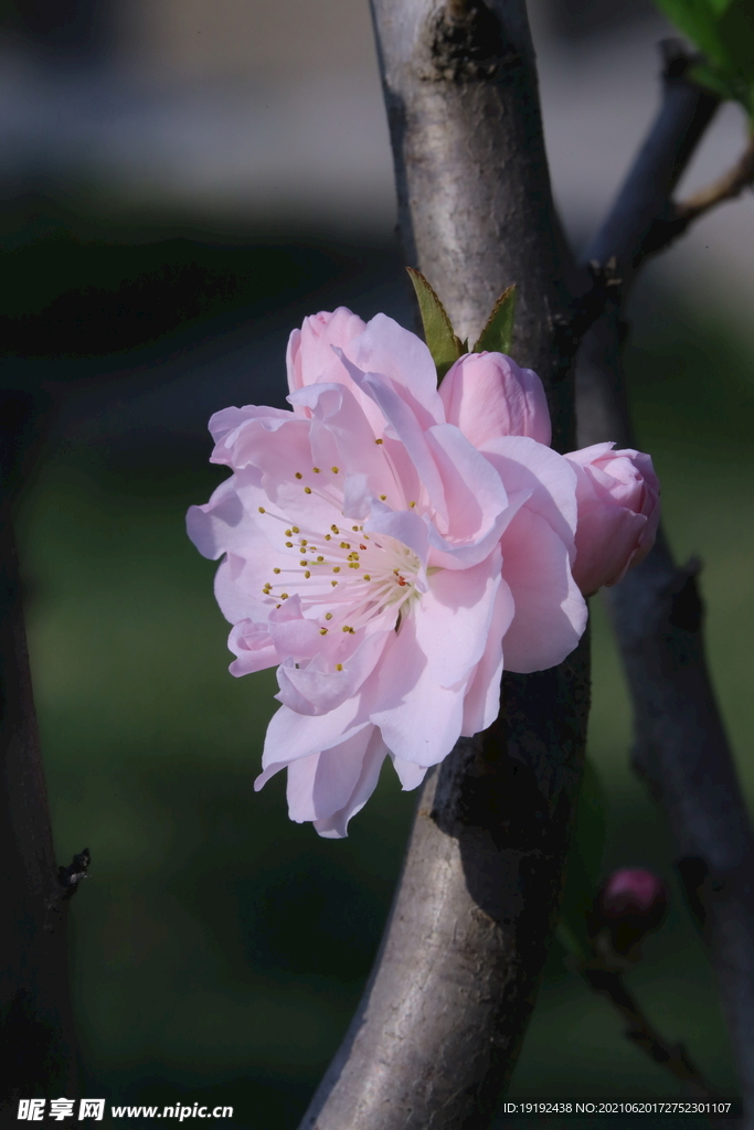 碧桃花儿