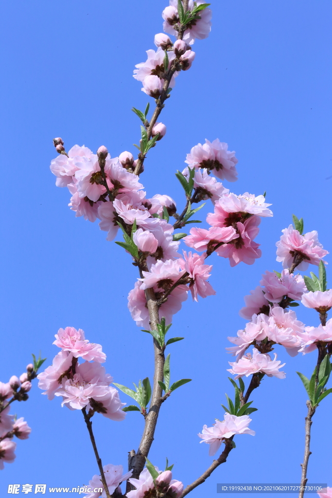 碧桃花儿