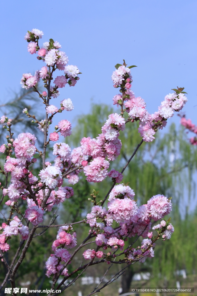碧桃花儿