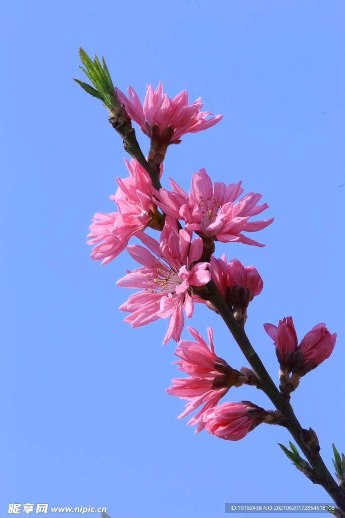 菊花桃 