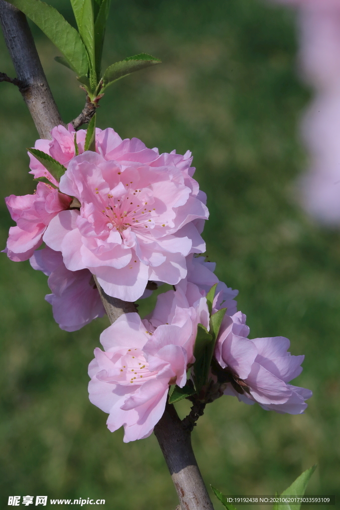 碧桃花儿 