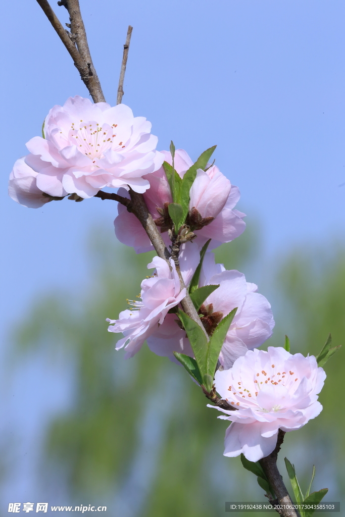 碧桃花儿