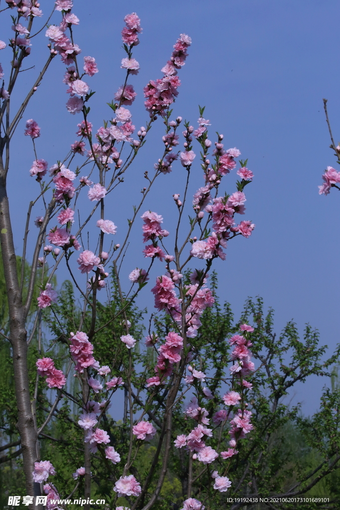 碧桃花儿
