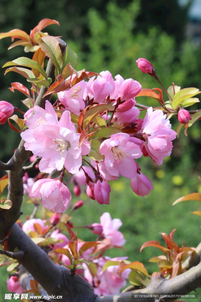 垂丝海棠花