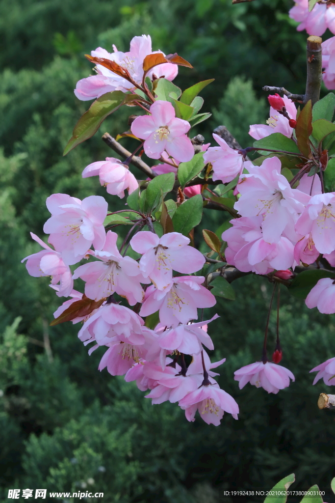 垂丝海棠花 