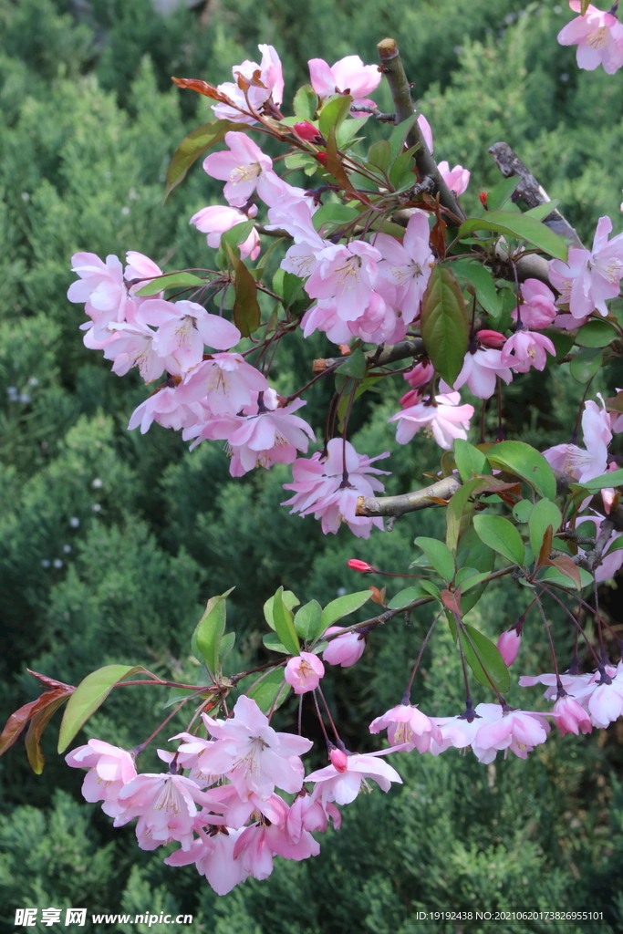 垂丝海棠花 