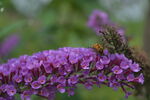 紫花醉鱼草上的小蜜蜂