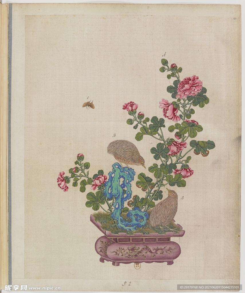 植物