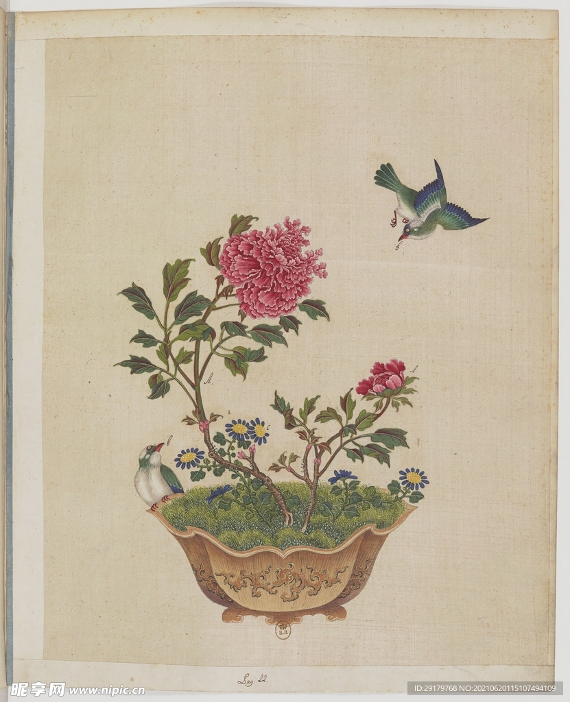 植物