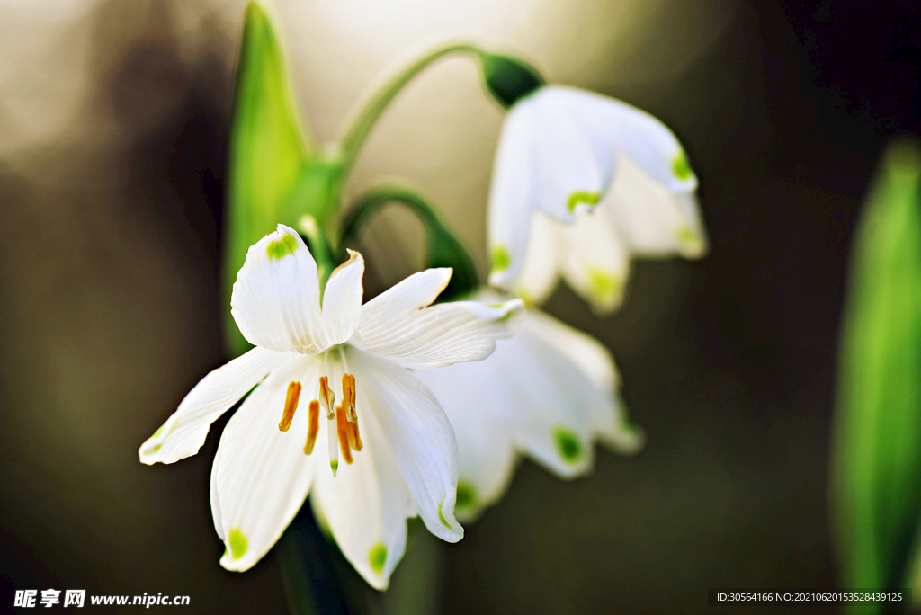 户外白色花朵自然风光背景素材