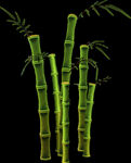 竹子 图片 竹叶 png  手