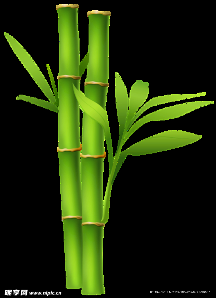 竹子 图片 竹叶 png  手