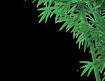 竹子 图片 竹叶 png  手
