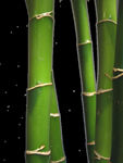 竹子 图片 竹叶 png  手