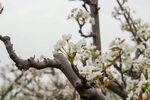 梨树枝 梨花