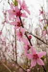 桃花实拍