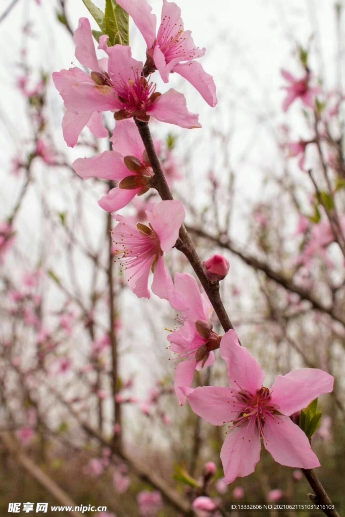 桃花实拍