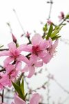 一支梨花