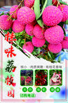 桂味荔枝